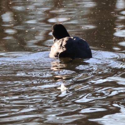 Fulica atra (Eurasian Coot) at South Albury, NSW - 1 Aug 2024 by KylieWaldon