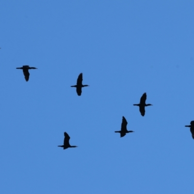 Phalacrocorax carbo (Great Cormorant) at South Albury, NSW - 1 Aug 2024 by KylieWaldon