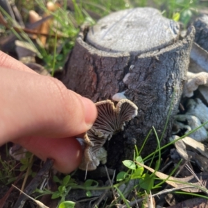 Schizophyllum commune at Acton, ACT - 2 Aug 2024 10:09 AM