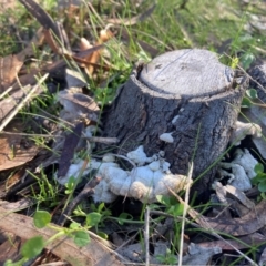 Schizophyllum commune at Acton, ACT - 2 Aug 2024 10:09 AM