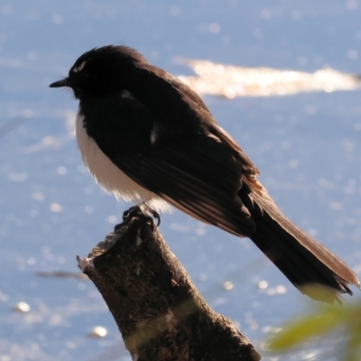 Rhipidura leucophrys (Willie Wagtail) at South Albury, NSW - 31 Jul 2024 by KylieWaldon