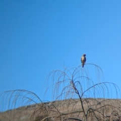 Falco berigora (Brown Falcon) at Kyeamba, NSW - 1 Aug 2024 by Darcy