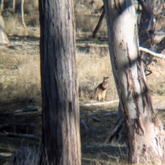 Wallabia bicolor (Swamp Wallaby) at Kyeamba, NSW - 1 Aug 2024 by Darcy