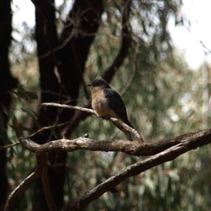 Cacomantis flabelliformis at Cootamundra, NSW - 28 Sep 2018 10:49 AM