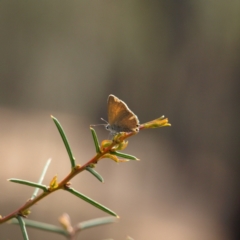 Nacaduba biocellata (Two-spotted Line-Blue) at Cootamundra, NSW - 28 Sep 2018 by MatthewFrawley