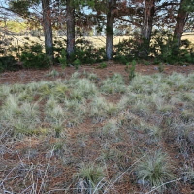 Nassella trichotoma (Serrated Tussock) at Hume, ACT - 2 Aug 2024 by Jiggy