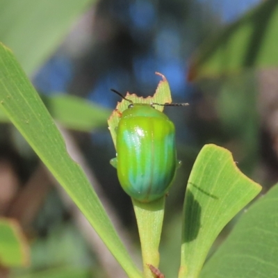 Calomela pallida (Leaf beetle) at Theodore, ACT - 20 Feb 2022 by owenh