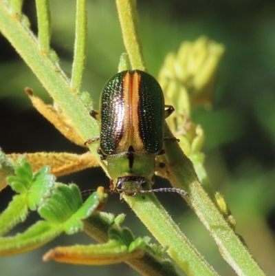 Calomela bartoni (Acacia Leaf Beetle) at Theodore, ACT - 9 Feb 2022 by owenh