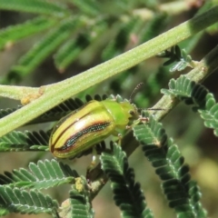 Calomela juncta (Leaf beetle) at Theodore, ACT - 16 Feb 2022 by owenh