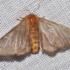 Panacela lewinae (A Monkey moth) at Sheldon, QLD - 9 Mar 2024 by PJH123