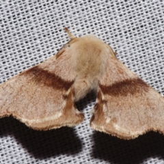 Panacela lewinae (A Monkey moth) at Sheldon, QLD - 9 Mar 2024 by PJH123