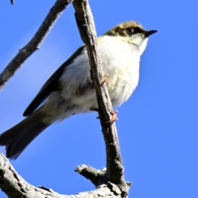 Melithreptus lunatus (White-naped Honeyeater) at Strathnairn, ACT - 2 Aug 2024 by Thurstan