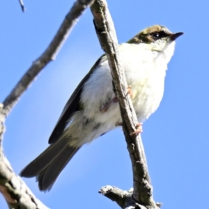 Melithreptus lunatus at Strathnairn, ACT - 2 Aug 2024