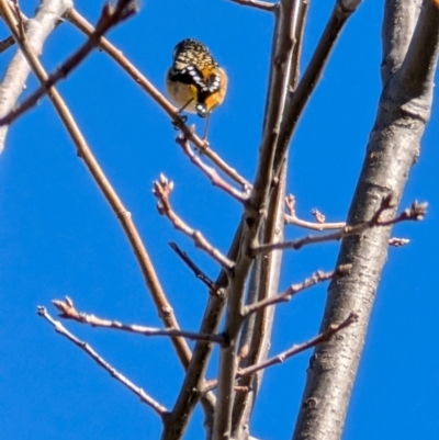 Pardalotus punctatus (Spotted Pardalote) at Lawson, ACT - 2 Aug 2024 by mroseby