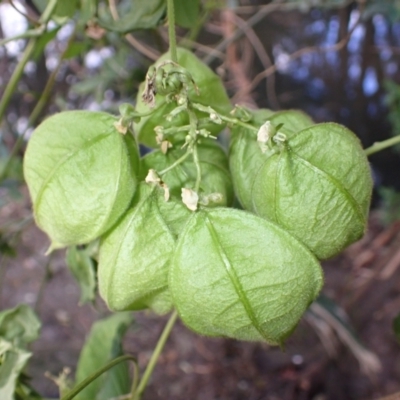 Cardiospermum grandiflorum (Balloon Vine) at Mount Warrigal, NSW - 2 Aug 2024 by plants