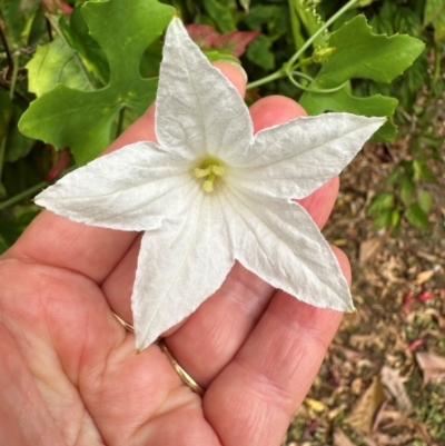 Unidentified Climber or Mistletoe at Iron Range, QLD - 2 Aug 2024 by lbradley