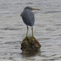 Egretta sacra (Eastern Reef Egret) at Iron Range, QLD - 2 Aug 2024 by lbradley