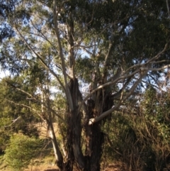 Eucalyptus viminalis (Ribbon Gum) at Latham, ACT - 23 Jul 2024 by pinnaCLE