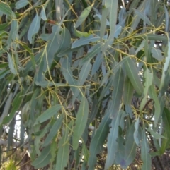 Eucalyptus viminalis at Latham, ACT - 23 Jul 2024 03:45 PM