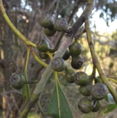 Eucalyptus viminalis at Latham, ACT - 23 Jul 2024 03:45 PM