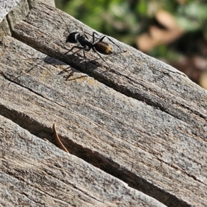 Camponotus aeneopilosus at Cook, ACT - 2 Aug 2024 02:10 PM