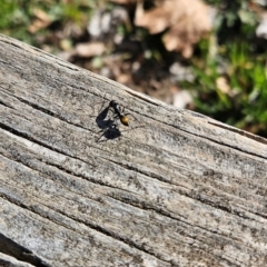 Camponotus aeneopilosus at Cook, ACT - 2 Aug 2024 02:10 PM