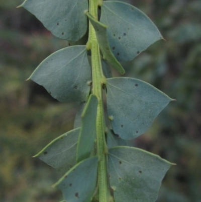 Acacia pravissima (Wedge-leaved Wattle, Ovens Wattle) at Hall, ACT - 28 Jul 2024 by pinnaCLE