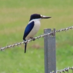 Todiramphus macleayii (Forest Kingfisher) at Lockhart River, QLD - 2 Aug 2024 by lbradley