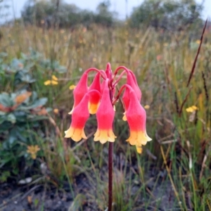 Blandfordia nobilis at Wog Wog, NSW - suppressed