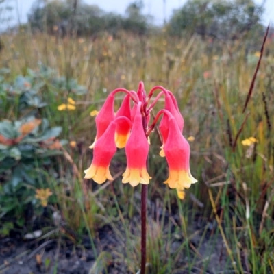 Blandfordia nobilis (Christmas Bells) at Wog Wog, NSW - 6 Jan 2023 by MB