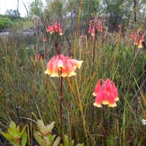 Blandfordia nobilis at Wog Wog, NSW - suppressed