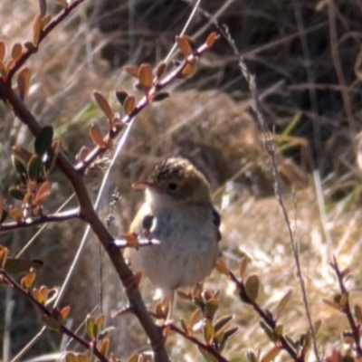 Cisticola exilis (Golden-headed Cisticola) at Lawson, ACT - 1 Aug 2024 by mroseby