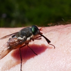 Tabanidae (family) (Unidentified march or horse fly) at Charlotte Pass, NSW - 12 Jan 2023 by MB