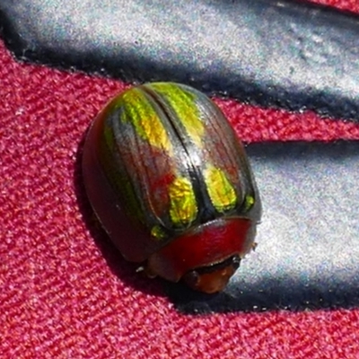 Unidentified Beetle (Coleoptera) at Charlotte Pass, NSW - 13 Jan 2023 by MB