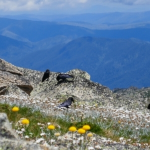 Corvus mellori at Kosciuszko, NSW - 25 Jan 2023