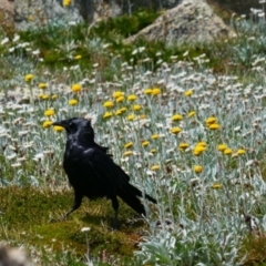 Corvus mellori at Kosciuszko, NSW - 25 Jan 2023