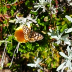 Oreixenica correae (Orange Alpine Xenica) at Perisher Valley, NSW - 15 Mar 2023 by MB