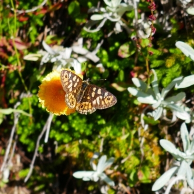 Oreixenica correae (Orange Alpine Xenica) at Perisher Valley, NSW - 15 Mar 2023 by MB