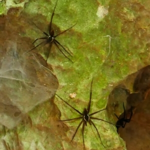 Dolomedes sp. (genus) at Berlang, NSW - 22 Mar 2023