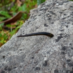 Hirudinea sp. (Class) (Unidentified Leech) at Berlang, NSW - 22 Mar 2023 by MB