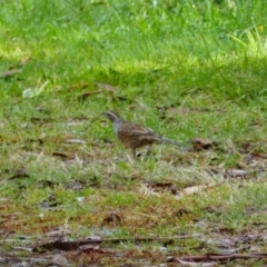 Cinclosoma punctatum (Spotted Quail-thrush) at Uriarra, NSW - 31 Mar 2023 by MB