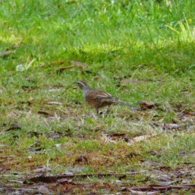 Cinclosoma punctatum (Spotted Quail-thrush) at Uriarra, NSW - 31 Mar 2023 by MB