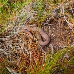 Drysdalia coronoides (White-lipped Snake) at Cotter River, ACT - 13 Apr 2023 by MB