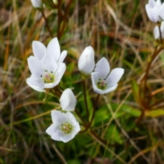 Gentianella polysperes at Cotter River, ACT - 13 Apr 2023 by MB