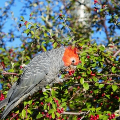 Callocephalon fimbriatum (Gang-gang Cockatoo) at Weston, ACT - 14 Apr 2023 by MB