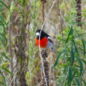 Petroica boodang at Theodore, ACT - 30 Mar 2023 09:35 AM