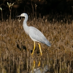 Egretta novaehollandiae (White-faced Heron) at Huskisson, NSW - 3 Sep 2023 by MB