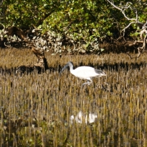 Threskiornis molucca at Huskisson, NSW - 3 Sep 2023 08:33 AM