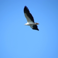 Haliaeetus leucogaster (White-bellied Sea-Eagle) at Beecroft Peninsula, NSW - 3 Sep 2023 by MB