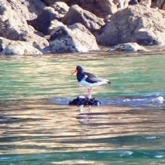 Haematopus longirostris (Australian Pied Oystercatcher) at Eden, NSW - 23 Sep 2023 by MB